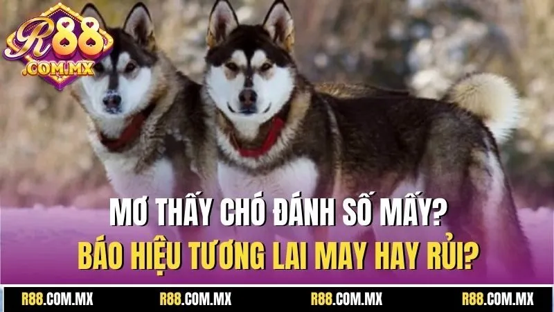 mơ thấy chó đánh số mấy